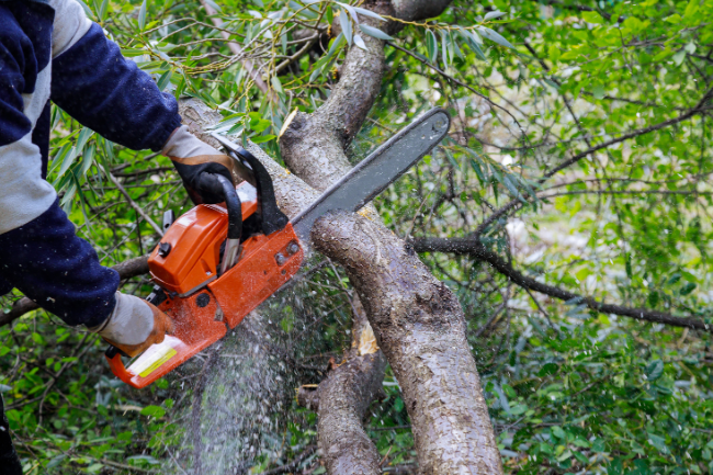 Person using a chainsaw to cut a tree limb