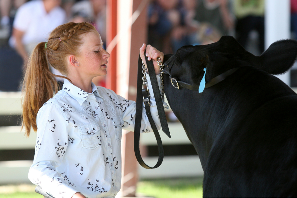 Young lady showing a cow