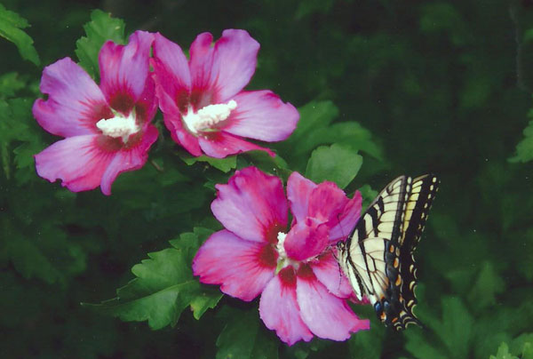 flowers