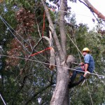 safety-trimming-big