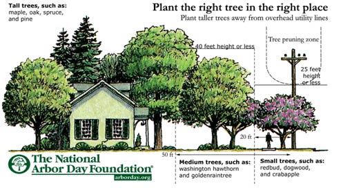 treeplantdiagram
